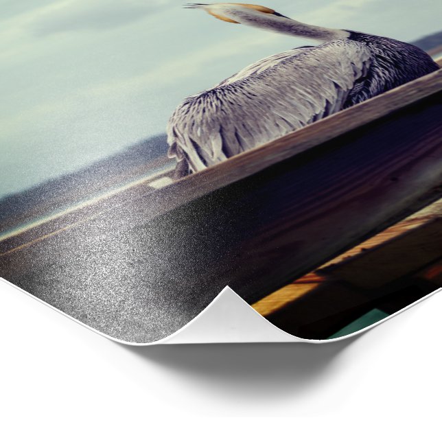 8x12 Foto - "Chillin'Pelican" St Augustine, FL (Hörn)