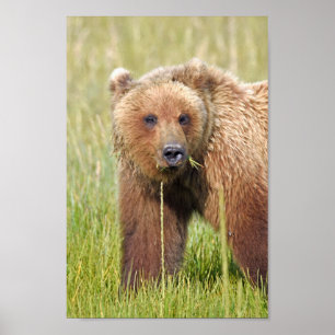 8x12 Poster Papprare (projektionsyta) av grizzlybj