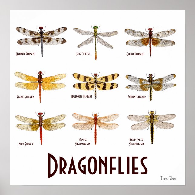 9 Dragonfly Art Poster (Framsidan)