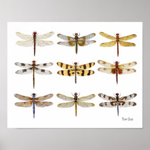 9 Dragonfly Art vattenfärger Poster