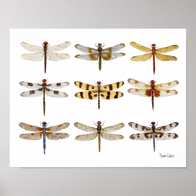 9 Dragonfly Art vattenfärger Poster (Framsidan)