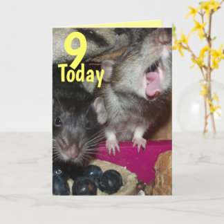 9 i dag hälsningskort i baby råttor kort