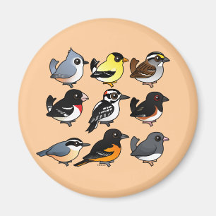 9 nordostliga USA trädgårdfåglar Magnet