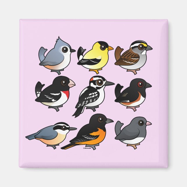 9 Nordöstra USA Backyard Birds Magnet (Framsidan)