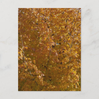 9 november 2015 Maple Träd Vykort