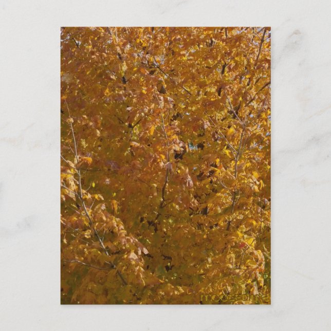 9 november 2015 Maple Träd Vykort (Framsida)