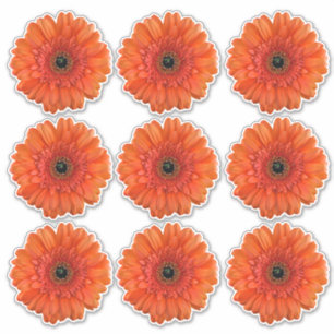 9 Orange Gerbera Tusenskönesticker Klistermärken