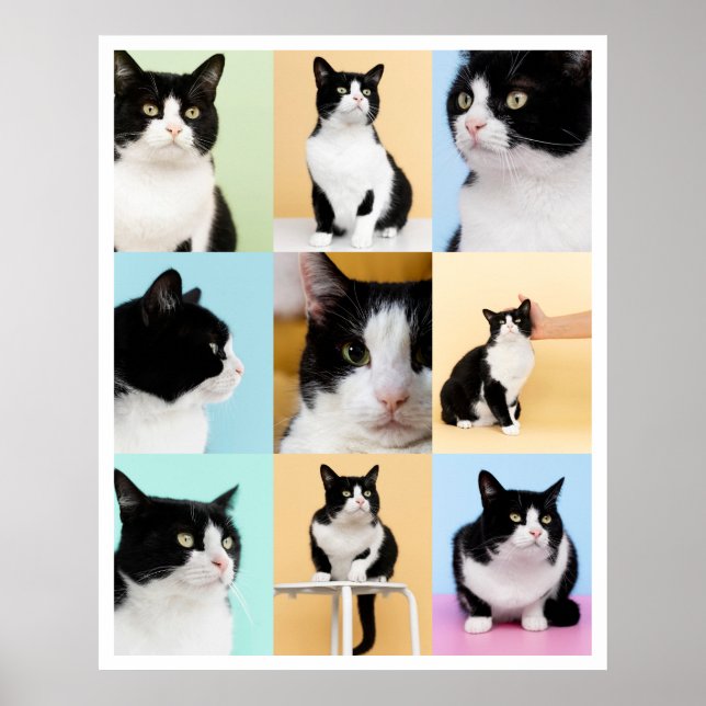 9 Photo Modern Collage Cat Hund Poster (Framsidan)