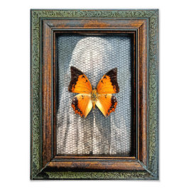 9-tums x 12-tums svart Charaxes Butterfly med svar Fototryck