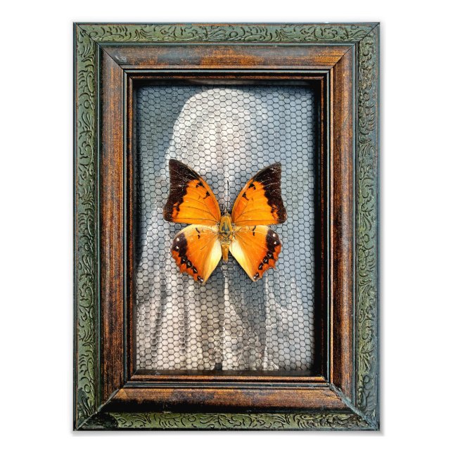 9-tums x 12-tums svart Charaxes Butterfly med svar Fototryck (Framsidan)