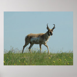 A10 Pronghorn Antelope och Wildblommor Poster