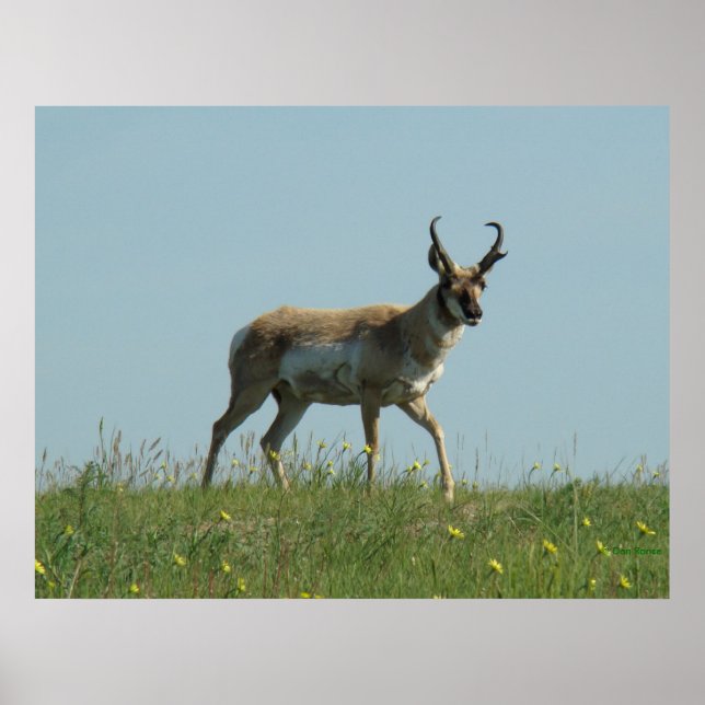 A10 Pronghorn Antelope och Wildblommor Poster (Framsidan)