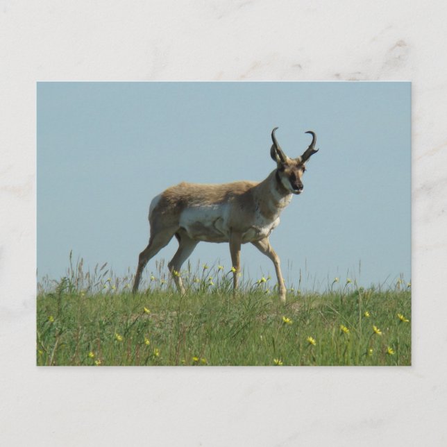 A10 Pronghorn Antelope och Wildblommor Vykort (Framsida)