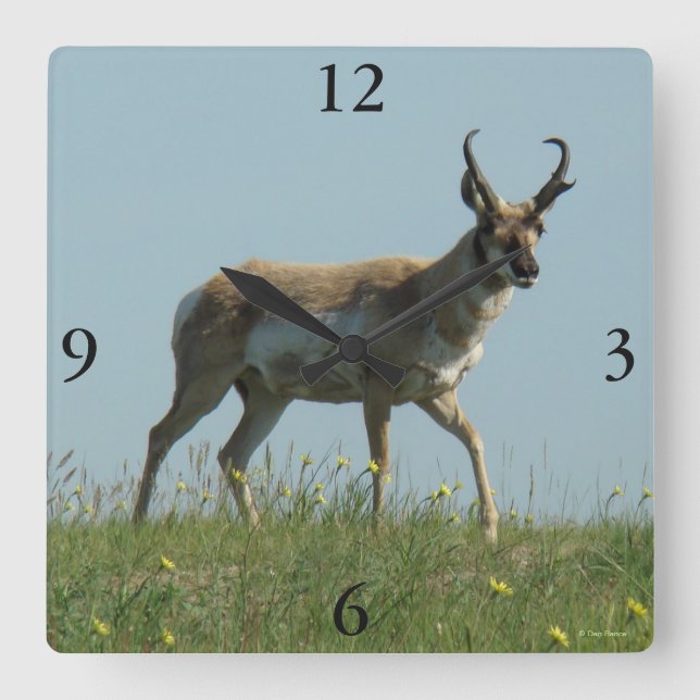 A10 Pronghorn Antelope Walking Threw Wildblommor Fyrkantig Klocka (Framsida)