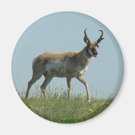 A10 Pronghorn Antelope Walking Threw Wildblommor Magnet