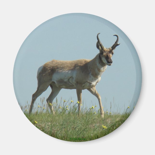 A10 Pronghorn Antelope Walking Threw Wildblommor Magnet (Framsidan)
