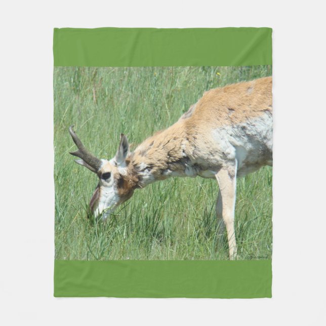A11 Pronghorn Antelope Buck Grazing Fleecefilt (Framsidan)