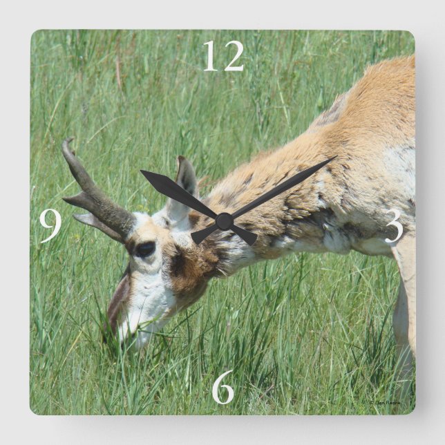 A11 Pronghorn Antelope Buck Grazing Fyrkantig Klocka (Framsida)