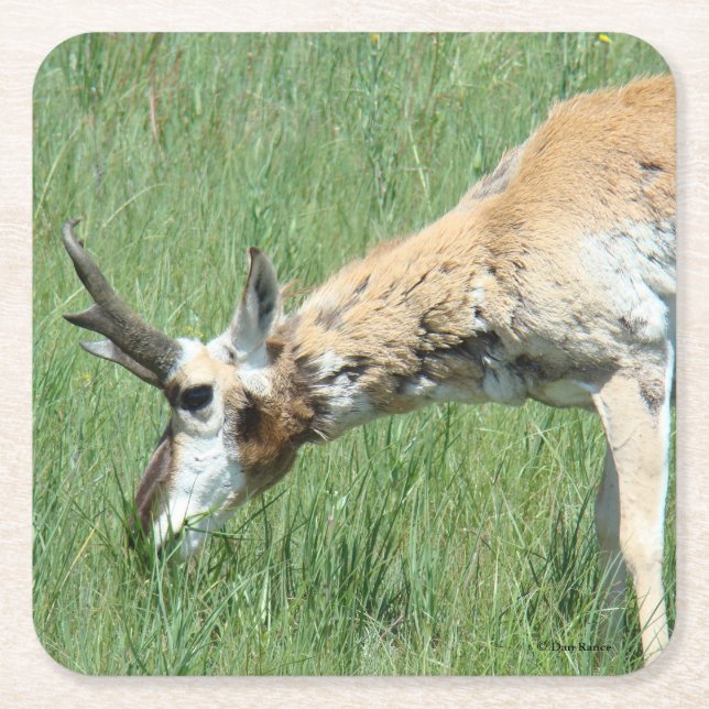 A11 Pronghorn Antelope Buck Grazing Underlägg Papper Kvadrat (Framsidan)