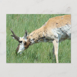 A11 Pronghorn Antelope Buck Grazing Vykort