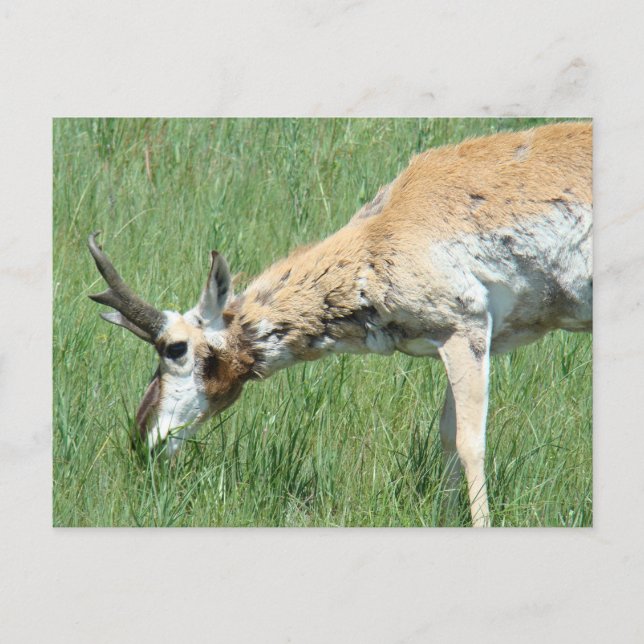 A11 Pronghorn Antelope Buck Grazing Vykort (Framsida)