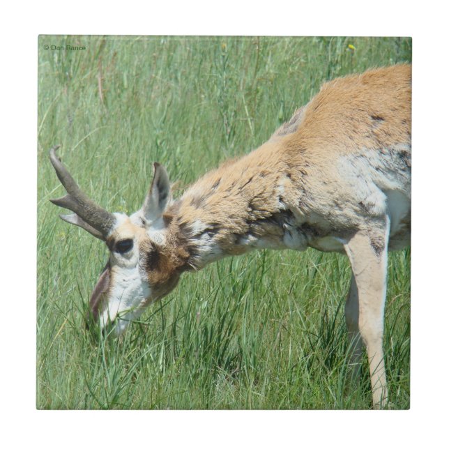 A11 Pronghorn Antelope Grazing Kakelplatta (Framsidan)