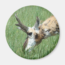 A11 Pronghorn Antelope Grazing Magnet