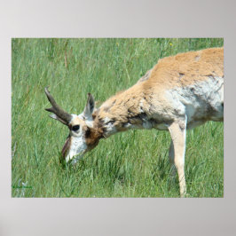 A11 Pronghorn Buck Grazing Poster