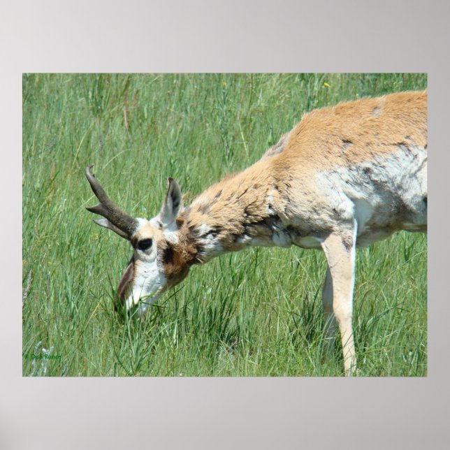 A11 Pronghorn Buck Grazing Poster (Framsidan)