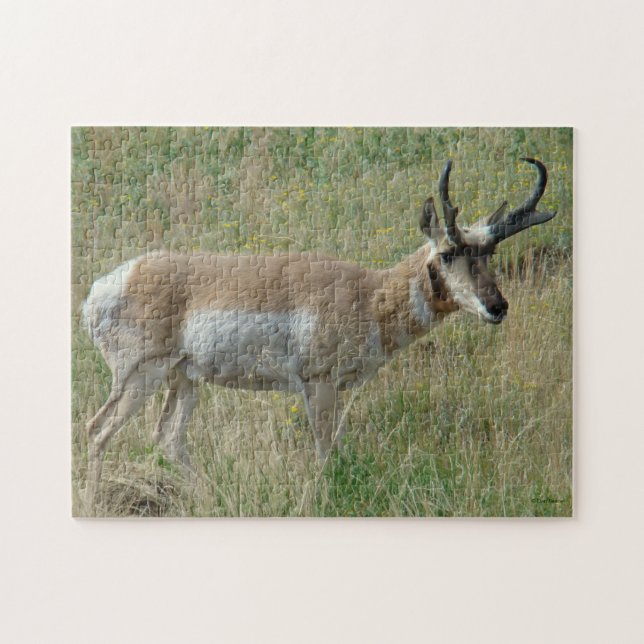 A12 Gaffelantilopbuck Pussel (Horisontell)