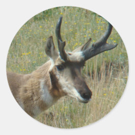 A12 Gaffelantilopbuck Runt Klistermärke