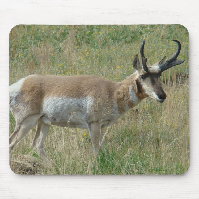 A12 Pronghorn Antelope Buck Musmatta (Framsidan)