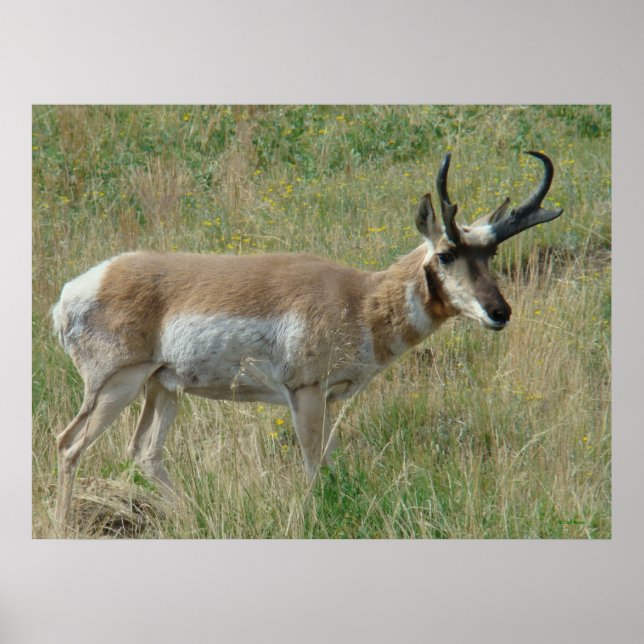 A12 Pronghorn Antelope Buck Poster (Framsidan)