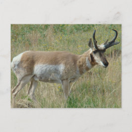 A12 Pronghorn Antelope Buck Vykort