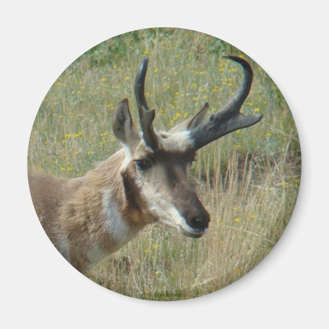 A12 Pronghorn Antelope Head Shot Magnet (Framsidan)