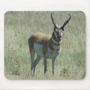 A13 Gaffel Antilop Bock Musmatta