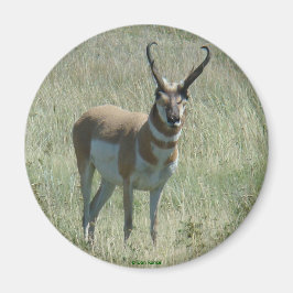A13 Pronghorn Antelope Big Buck Magnet