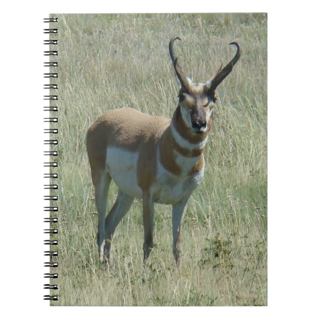 A13 Pronghorn Antelope Buck Anteckningsbok (Framsidan)