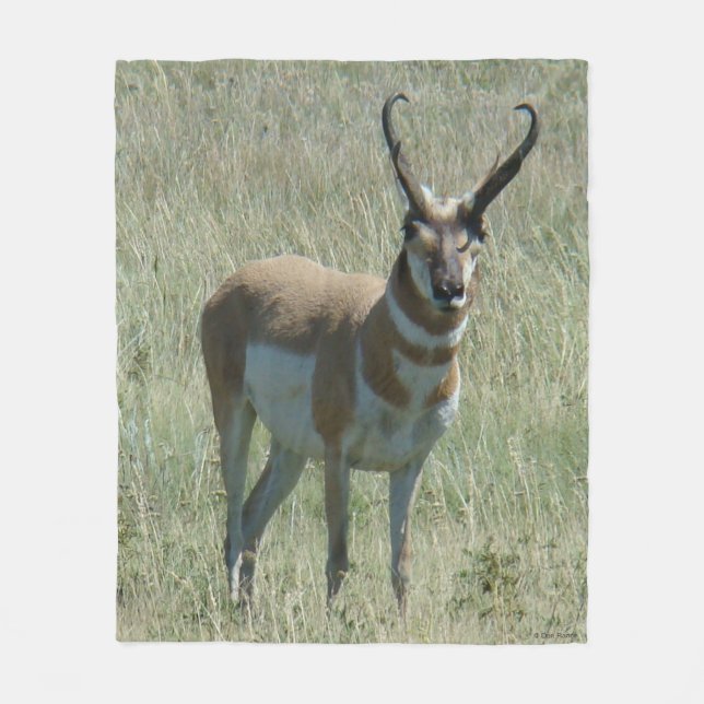 A13 Pronghorn Antelope Buck Fleecefilt (Framsidan)