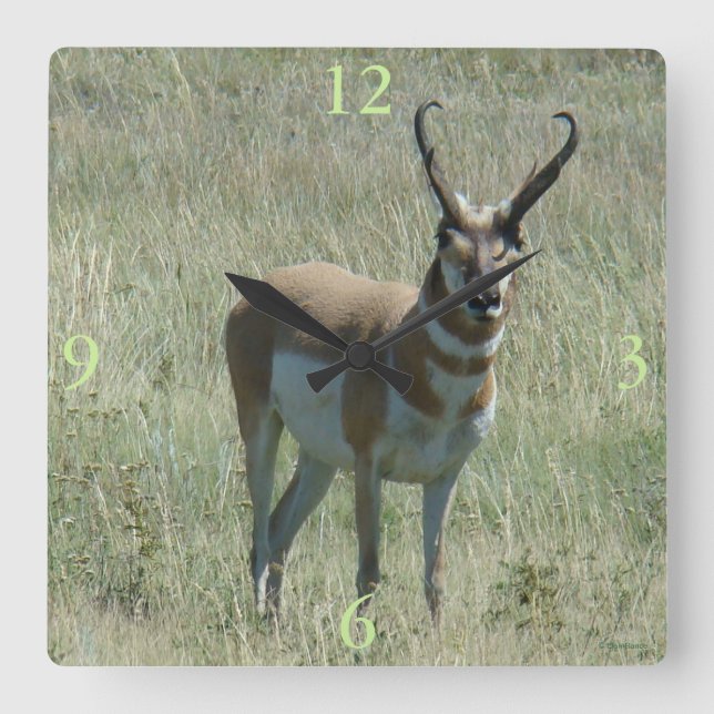 A13 Pronghorn Antelope Buck Fyrkantig Klocka (Framsida)