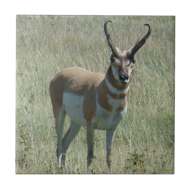 A13 Pronghorn Antelope Buck Kakelplatta (Framsidan)