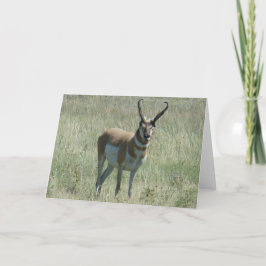 A13 Pronghorn Antelope Buck Kort