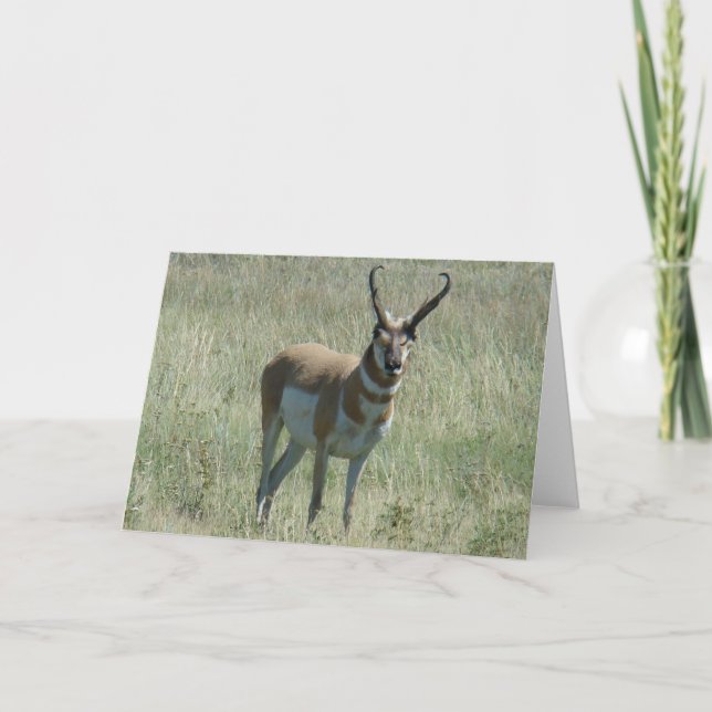 A13 Pronghorn Antelope Buck Kort (Framsida)
