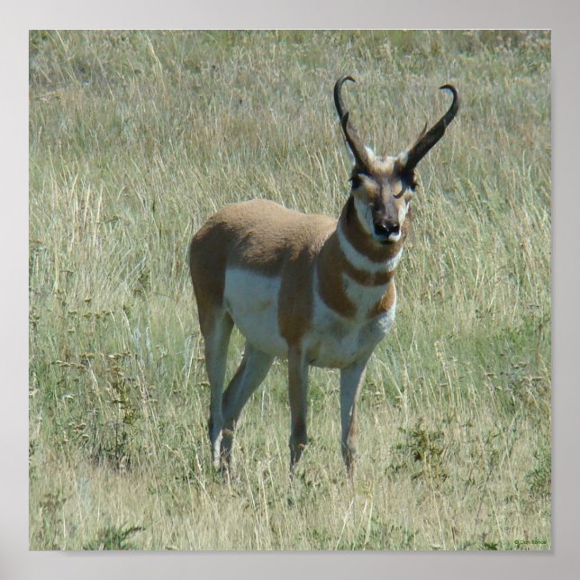 A13 Pronghorn Antelope Buck Poster (Framsidan)