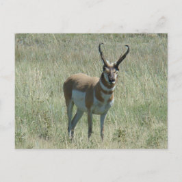 A13 Pronghorn Antelope Buck Vykort