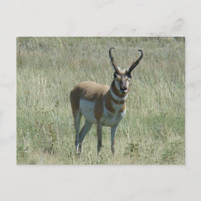 A13 Pronghorn Antelope Buck Vykort (Framsida)