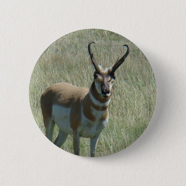 A13 Pronghorn Antelope Knapp (Framsida)