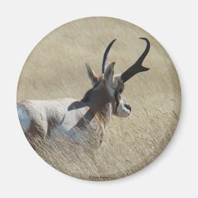 A14 Gaffelantilop Solskens Buck Magnet (Framsidan)