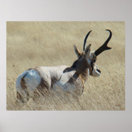 A14 Gaffelantilop Solskens Buck Poster