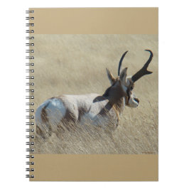 A14 Pronghorn Antelope Sunshine Buck Anteckningsbok